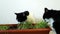 Two domestic black-and white cats eat house oats. Grown grass for Pets. Pet care