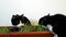 Two domestic cats eat sprouted grass. Growing oats in a pot. Cat licks and shakes his head funny