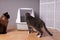 two domestic cats examining new closed cat litter box at home