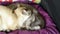 Two domestic cats lying down.