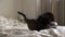 Two domestic cats - tabby and black fighting on the bed indoors. Animal fight or play inside. One cat hits another with a paw and