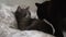 Two domestic cats - tabby and black laying on the bed and licking each other. Two friendly cats cleaning each others fur