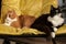 Two domestic cats in a yellow chair are turned away from each other. Animal characters and relationships. Conflict situation in a