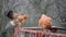 Two domestic chickens is standing on a metal frame in countryside farm