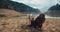 Two domestic dogs playing together on lake shore, border collie and mongrel