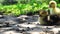 Two domestic ducklings walking in green grass outdoor