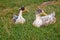 Two domestic ducks sitting in the grass