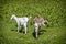 Two domestic goats, animal scene