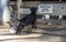 Two domestic goats (Capra hircus)