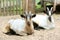Two domestic goats on the farm, looking at camera, shooting outdoors