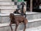 Two domestic goats on a street in jaipur