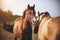 Two domestic horses with bridles on their muzzles walk in the middle of the field and play with each other in the sunlight. A herd