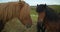 Two domestic horses looking into camera