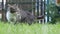 Two domestic and playful cats playing in grass in home garden