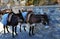 Two of a donkey with a saddle stand in the town of Lindos. The I