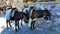 Two of a donkey with a saddle stand in the town of Lindos. The I