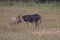 Two Donkeys in countryside