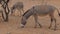 Two Donkeys Eating Up On The Red Sandy Soil Food, Arid African Desert