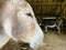 Two Donkeys at a Farm