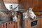 Two donkeys in the Grand Stable of the Domaine de Chantilly - France