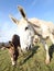 Two donkeys grazing