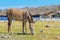 Two donkeys grazing in meadow at waterside