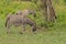 Two donkeys grazing in nature in the Flemish countryside