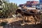 Two donkeys harnessed to a cart