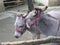 Two donkeys having a chat