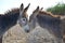 Two Donkeys in Love in Aruba