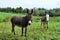 Two donkeys on a meadow in Ireland