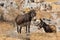 Two donkeys resting, Greece Rodhos