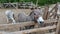 Two donkeys stand behind a corral fence at a donkey farm.