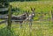 Two donkeys stand peeping through a cattle fence.