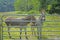 Two donkeys stand peeping through a cattle fence.