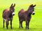 two donkeys standing in the meadow at farm