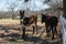 Two donkeys standing by a white fence in a ranch meadow