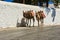 Two donkeys on the streets of the town of Lindos