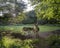 two donkeys under trees in french brittany at sunset