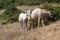 Two donkeys walking