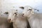 Two Dorper breed sheep in a pen