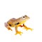 Two-dotted flying tree frog, Rhacophorus rhodopus, on white