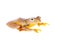 Two-dotted flying tree frog, Rhacophorus rhodopus, on white