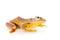 Two-dotted flying tree frog, Rhacophorus rhodopus, on white