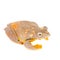 Two-dotted flying tree frog, Rhacophorus rhodopus, on white