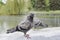 Two dove in the park in the rain on a summer day, Close-up, selective focus