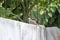 Two dove stand on fence