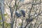 Two dove and their nest among the branches. Family of pigeons. Hatching. Nest building. Spring landscape