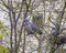 Two dove and their nest on a tree among the branches. Family of pigeons. Spring landscape. Birds love