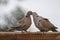 Two doves kissing on a fence